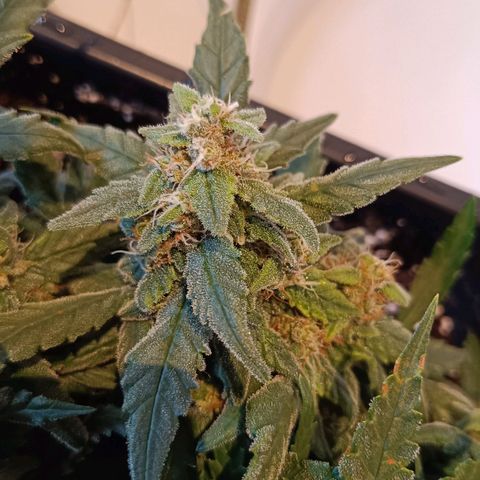 Auto Orange Bud growlog timeline photo