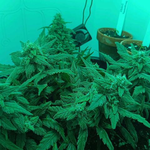 Auto Orange Bud growlog timeline photo