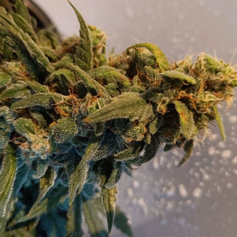 Auto Orange Bud growlog timeline photo