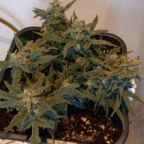 Auto Orange Bud growlog timeline photo