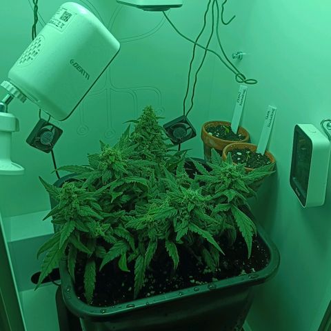 Auto Orange Bud growlog timeline photo