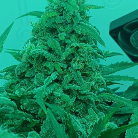 Auto Orange Bud growlog timeline photo