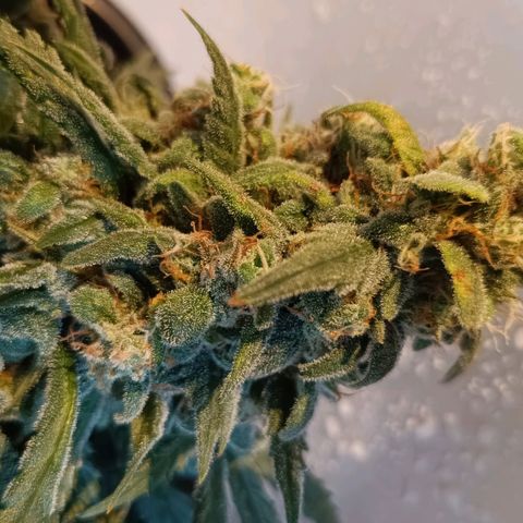 Auto Orange Bud growlog timeline photo