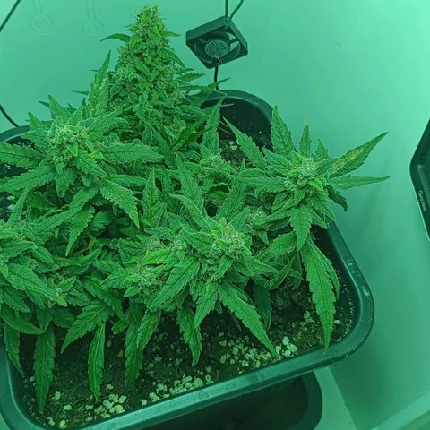 Auto Orange Bud growlog timeline photo