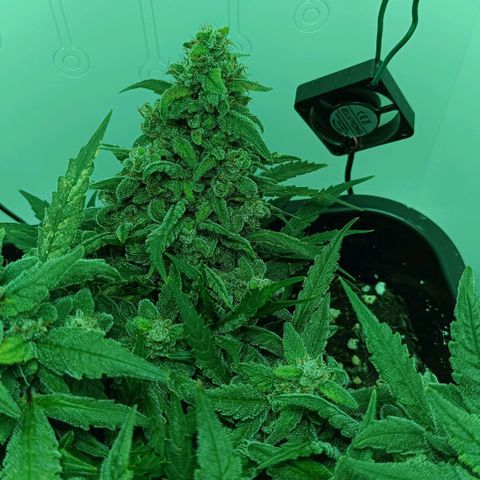 Auto Orange Bud growlog timeline photo