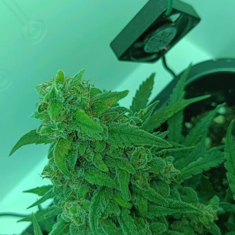 Auto Orange Bud growlog timeline photo