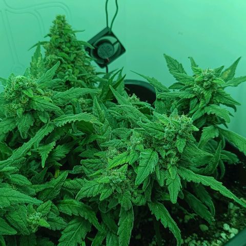 Auto Orange Bud growlog timeline photo