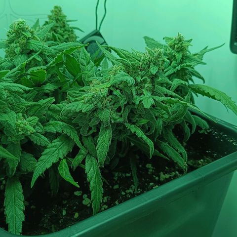 Auto Orange Bud growlog timeline photo