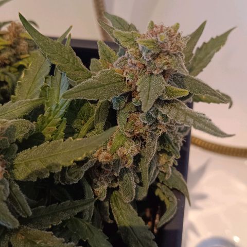 Auto Orange Bud growlog timeline photo
