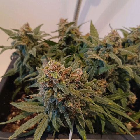 Auto Orange Bud growlog timeline photo