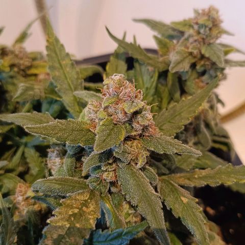 Auto Orange Bud growlog timeline photo