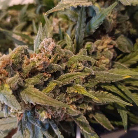 Auto Orange Bud growlog timeline photo