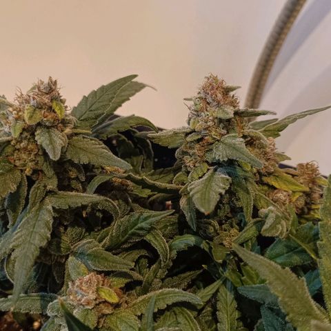 Auto Orange Bud growlog timeline photo