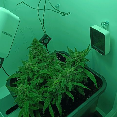 Auto Orange Bud growlog timeline photo