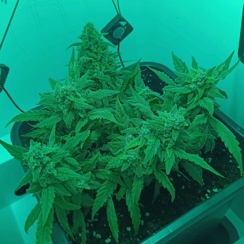 Auto Orange Bud growlog timeline photo