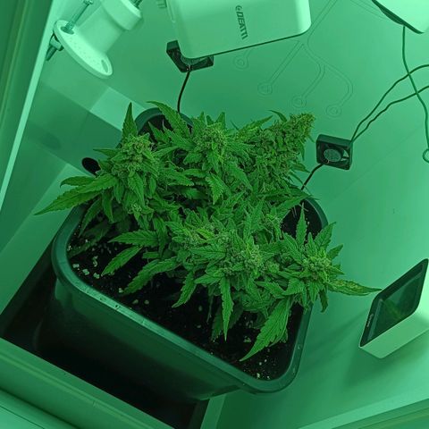 Auto Orange Bud growlog timeline photo