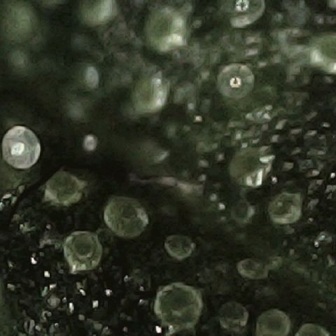 Auto Orange Bud growlog timeline photo