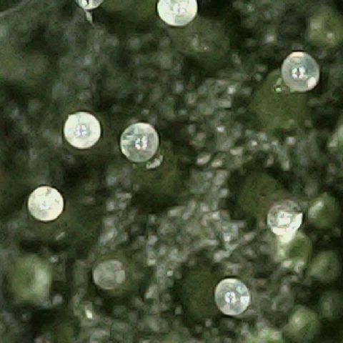 Auto Orange Bud growlog timeline photo