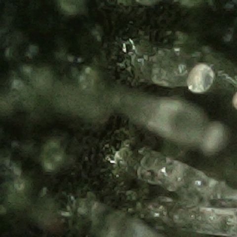 Auto Orange Bud growlog timeline photo