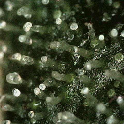 Auto Orange Bud growlog timeline photo
