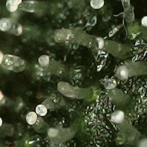 Auto Orange Bud growlog timeline photo