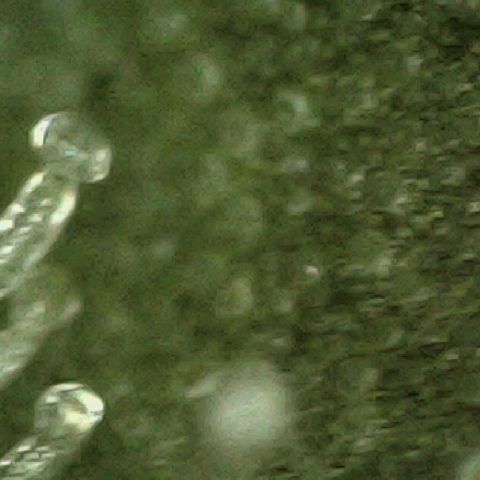 Auto Orange Bud growlog timeline photo