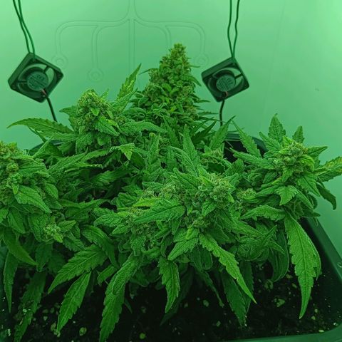 Auto Orange Bud growlog timeline photo