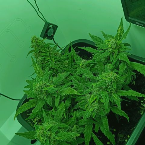 Auto Orange Bud growlog timeline photo