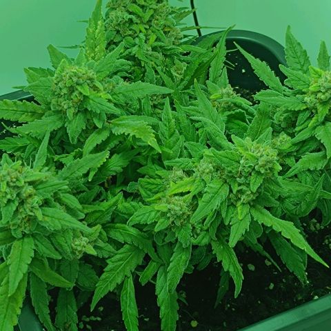 Auto Orange Bud growlog timeline photo