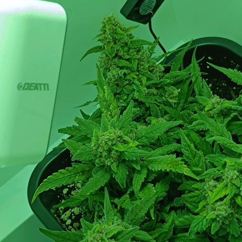 Auto Orange Bud growlog timeline photo