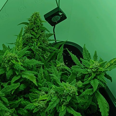 Auto Orange Bud growlog timeline photo