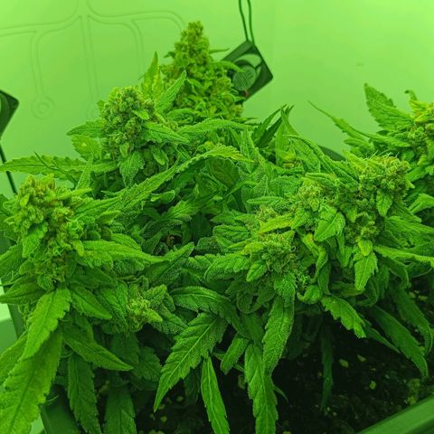 Auto Orange Bud growlog timeline photo