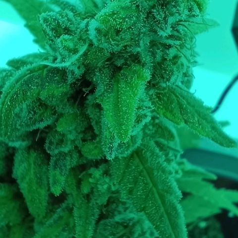 Auto Orange Bud growlog timeline photo