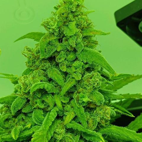 Auto Orange Bud growlog timeline photo