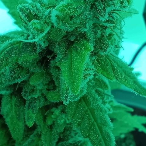Auto Orange Bud growlog timeline photo