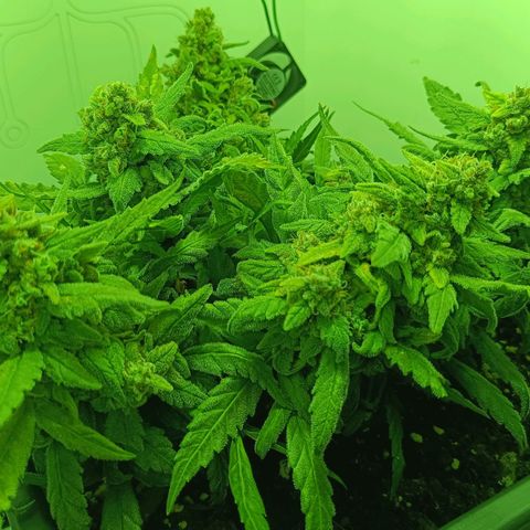 Auto Orange Bud growlog timeline photo