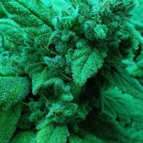 Auto Orange Bud growlog timeline photo