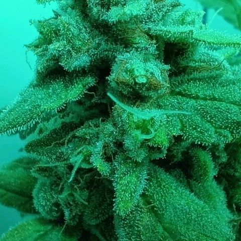 Auto Orange Bud growlog timeline photo