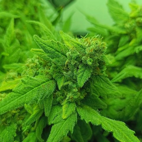 Auto Orange Bud growlog timeline photo