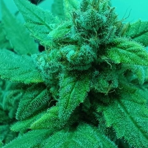 Auto Orange Bud growlog timeline photo