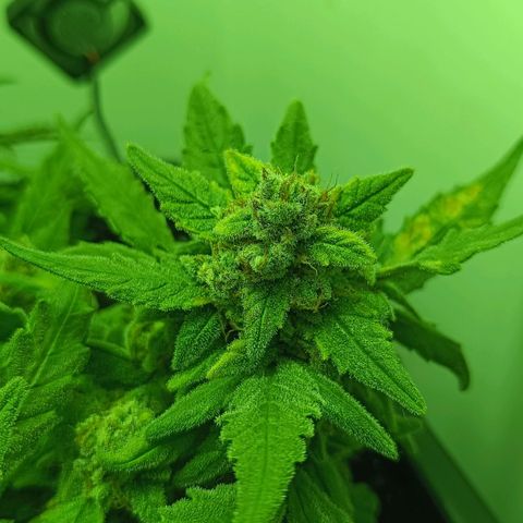 Auto Orange Bud growlog timeline photo
