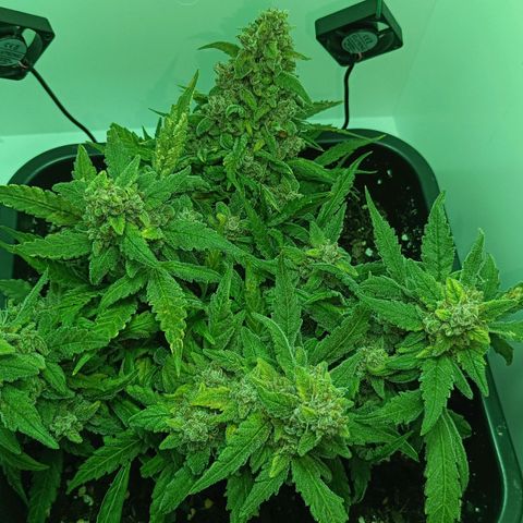 Auto Orange Bud growlog timeline photo