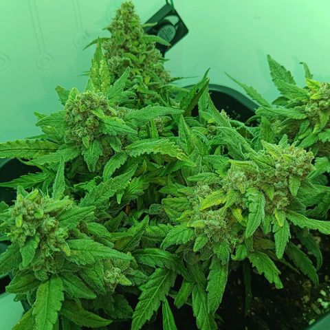 Auto Orange Bud growlog timeline photo
