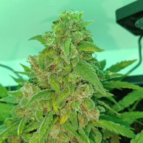 Auto Orange Bud growlog timeline photo