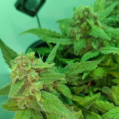 Auto Orange Bud growlog timeline photo