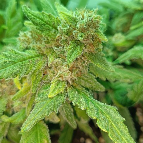 Auto Orange Bud growlog timeline photo