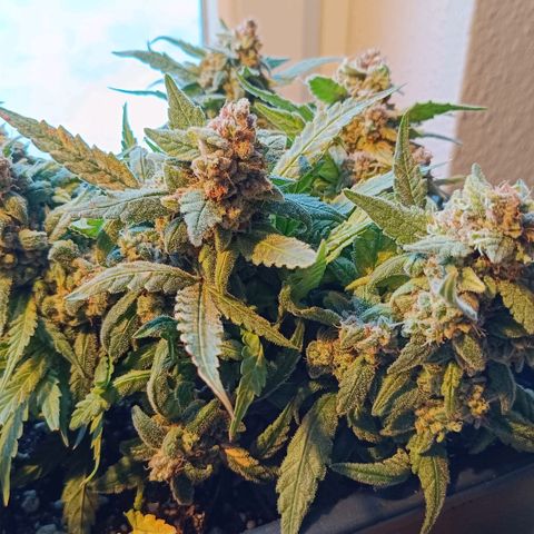 Auto Orange Bud growlog timeline photo