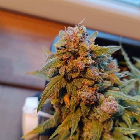 Auto Orange Bud growlog timeline photo