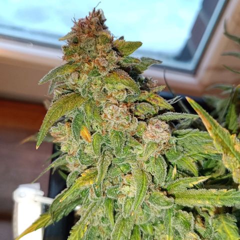 Auto Orange Bud growlog timeline photo