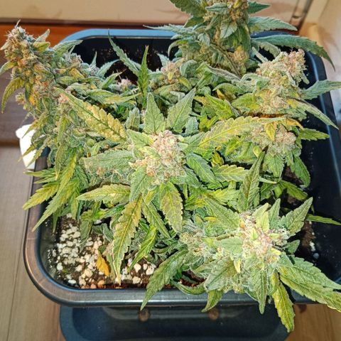 Auto Orange Bud growlog timeline photo